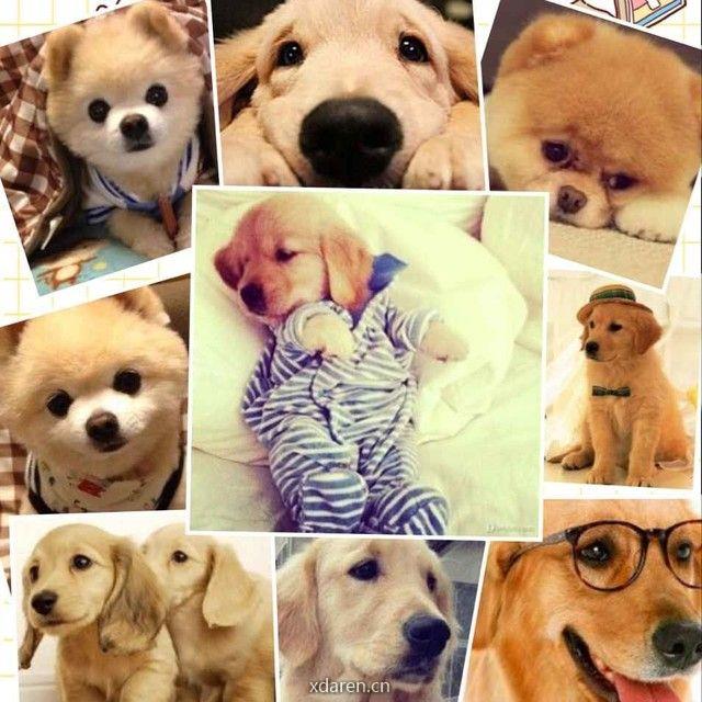 重庆出售宠物狗狗宠物猫犬舍