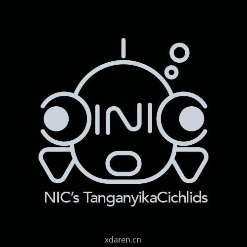 尼克斯三湖慈鲷