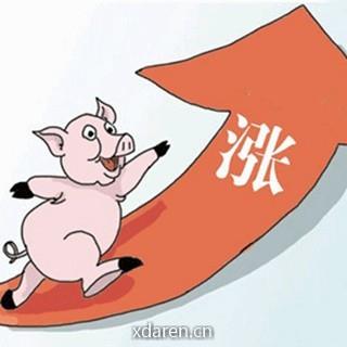 国内猪价信息