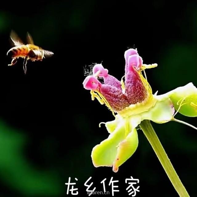 龙乡作家