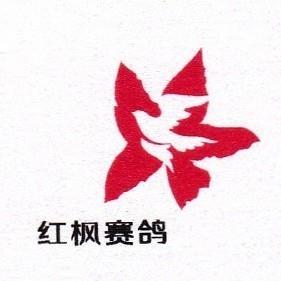 红枫赛鸽