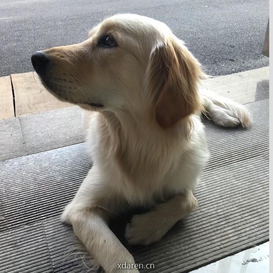 猫猫狗狗萌宠物