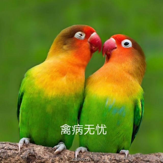 鸽子养殖价格交流平台