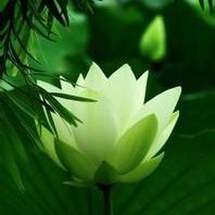 意念的力量