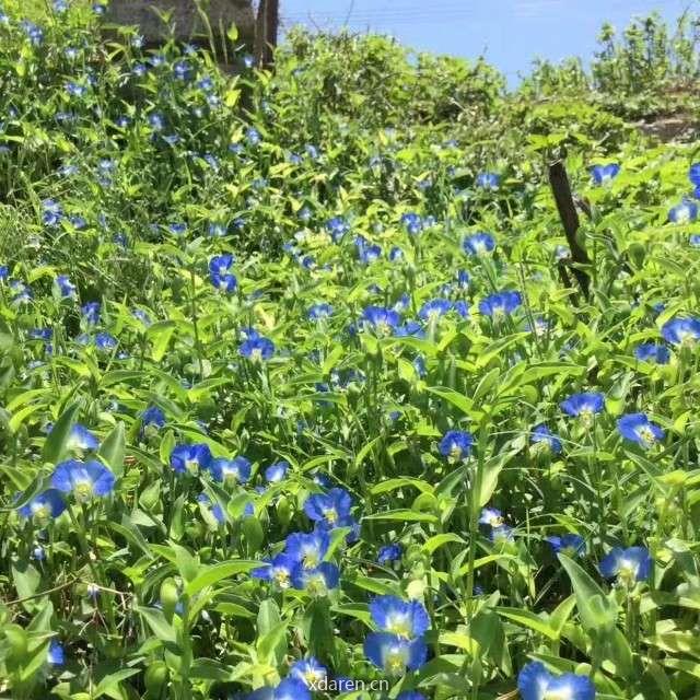 踏花笔记