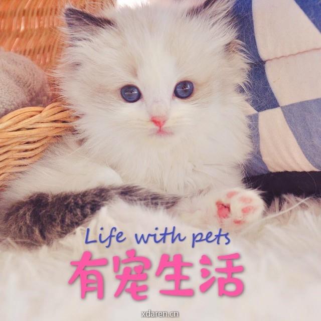 有宠生活Life with pets
