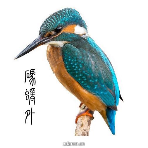 码猿外