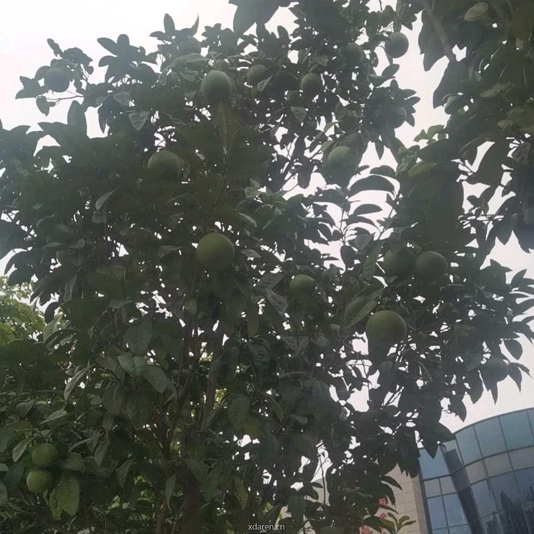 南方小哥
