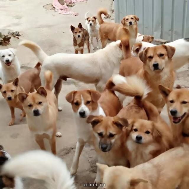 90后小渔和流浪猫狗