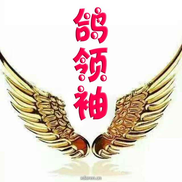 鸽领袖