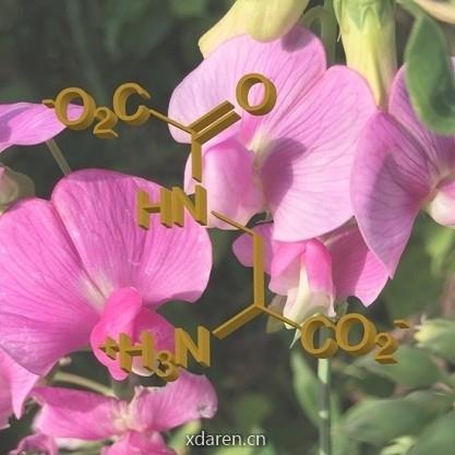 山黧豆资讯