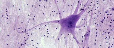 AI又一突破！用AI理解AI，MIT推出多模态自动可解释智能体MAIA