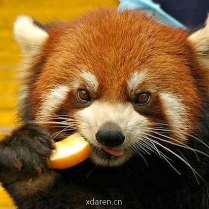 小熊猫的大历史
