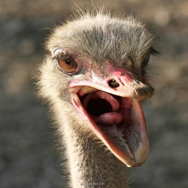 哀鸣如鸵鸟