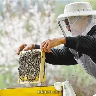 蜂友世界
