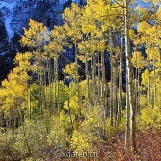 活成一片白杨林