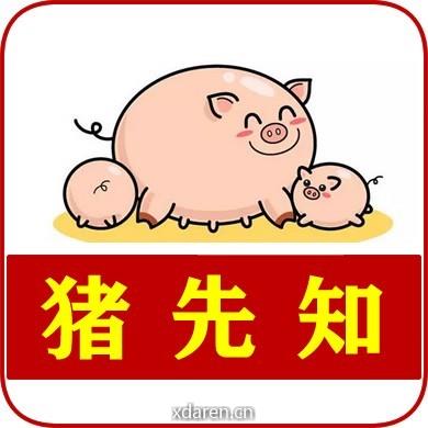 定投养鸡