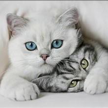 猫咪猫奴萌宠天地