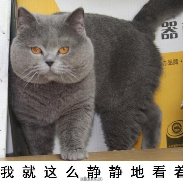 大肉猫CZY