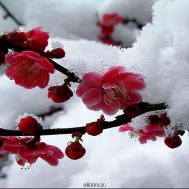 雪俏梅艳