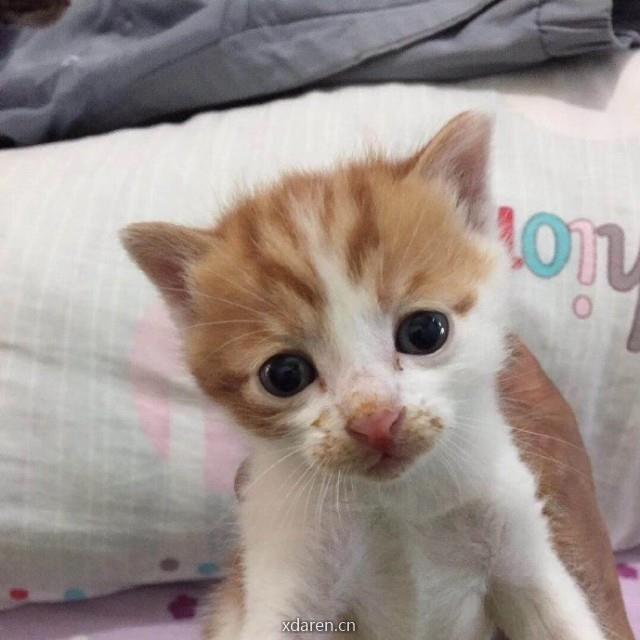 上海宠物领养救助站