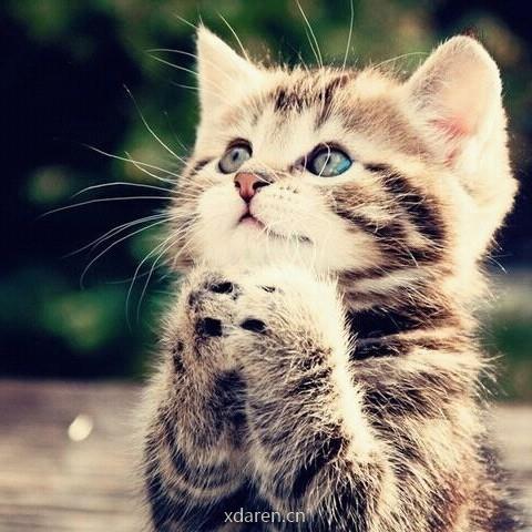 猫哥