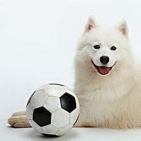 萨摩耶狗狗宠物控