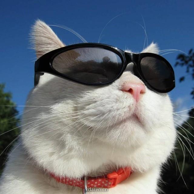 猫叔说税