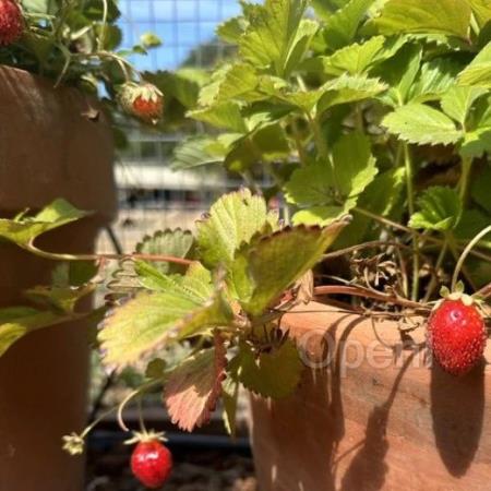 奥特曼「草莓」模型跳票,OpenAI凌晨大新闻,把网友整懵了