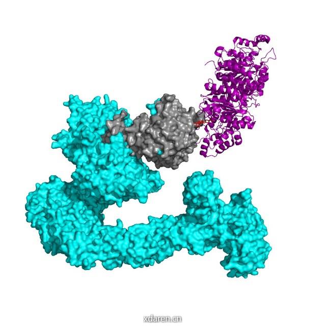 蛋白质降解技术