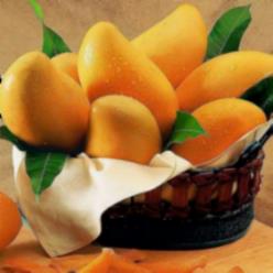 芒果师兄聊生信