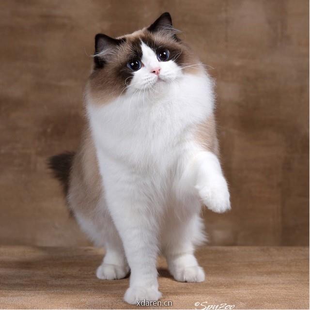 COCODOLLS布偶猫舍