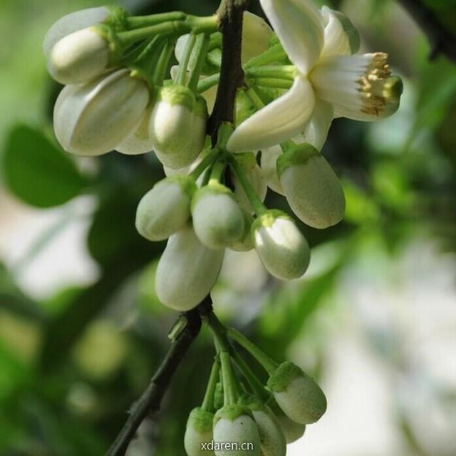 初薇芳疗工作室