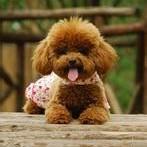 爱泰迪犬贵宾狗狗