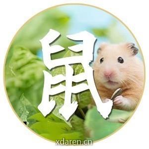 说说鼠运