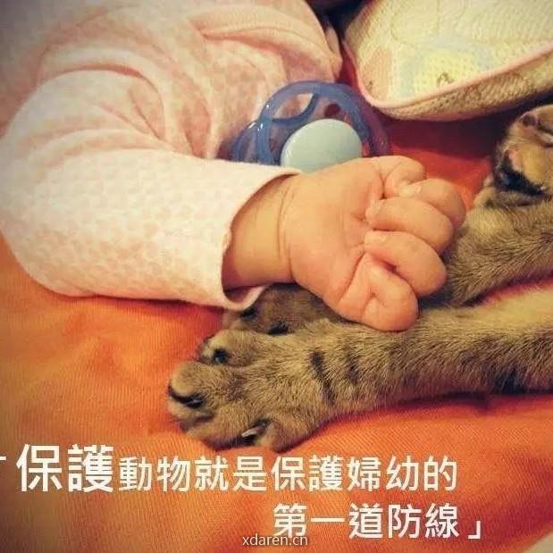 动物文明在路上