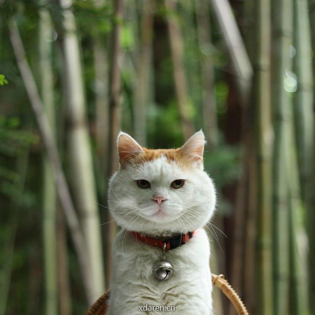 猫大叔的财会窝