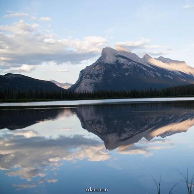 蒲公英的刺猬球