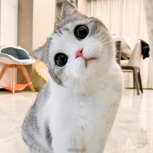 一只勤奋的科研喵