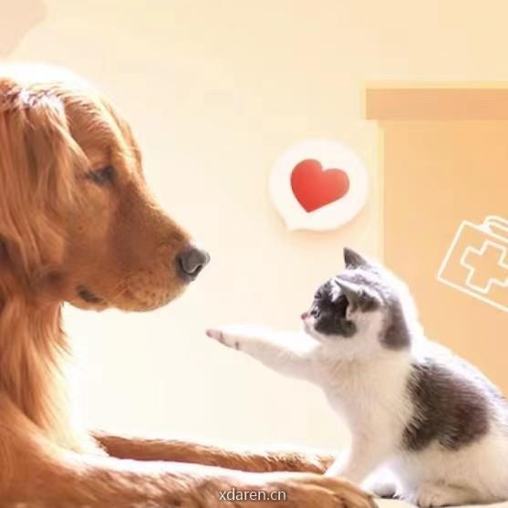 杭州宠物领养平台