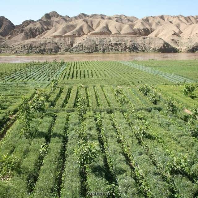 间套作与现代农业