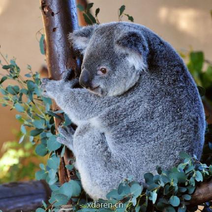 树熊与尤加利叶