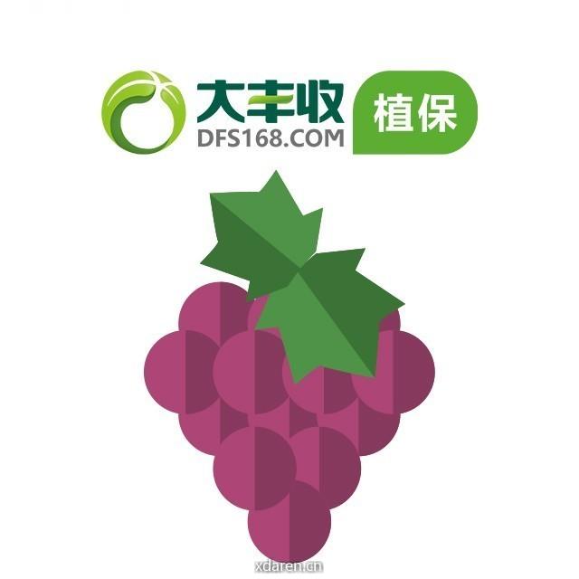 大丰收葡萄号