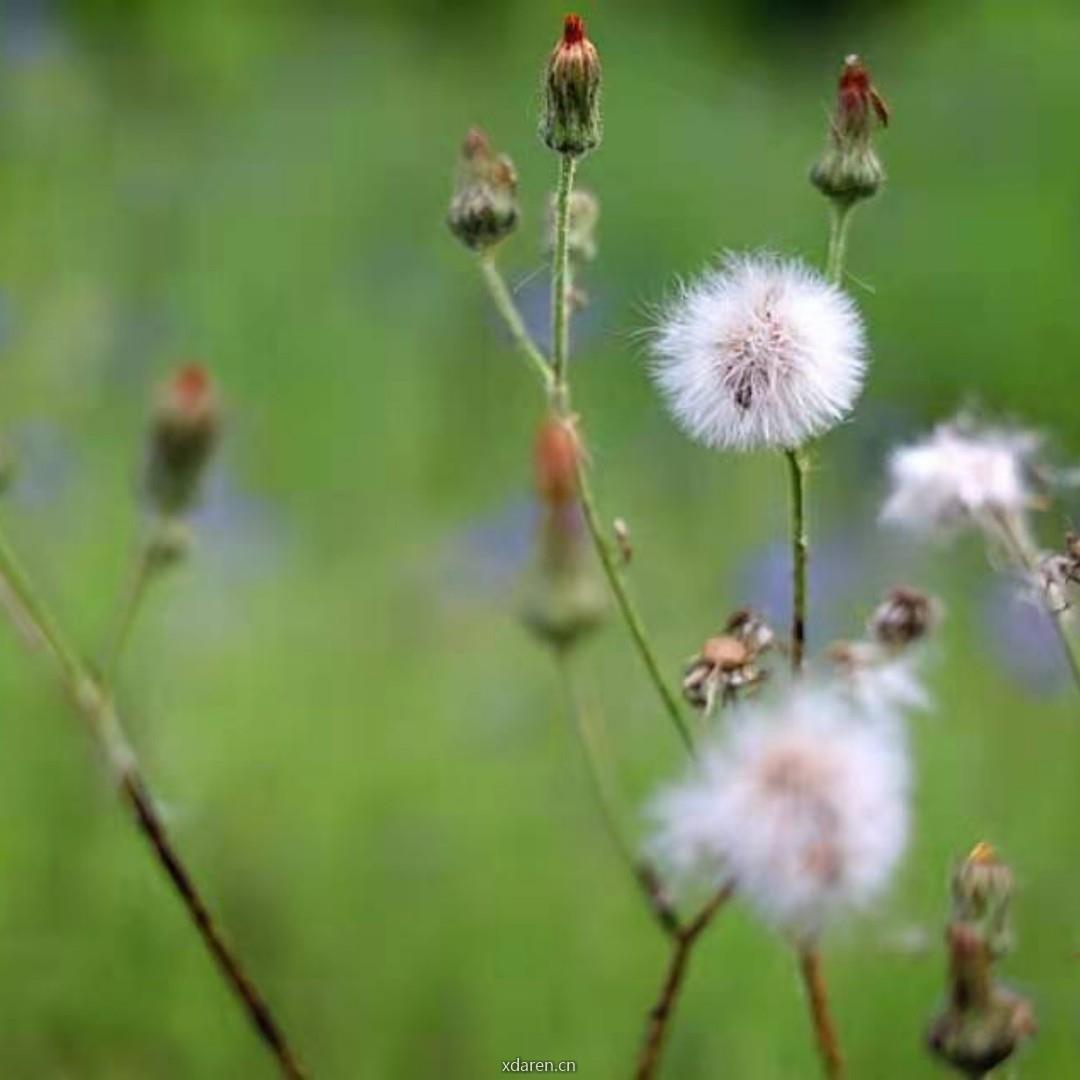 风铃的后花园