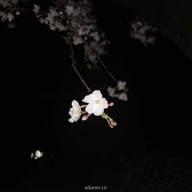酱油小金