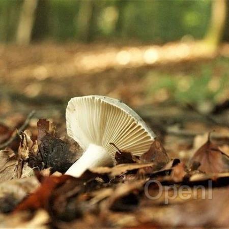 MiniMax 基于 Apache Doris 升级日志系统,PB 数据秒级查询响应技术实践