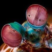 濑尿虾的松鼠窝