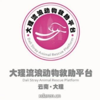 大理流浪动物救助平台