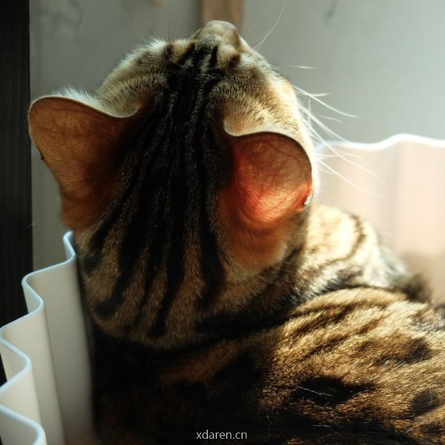 老王的糊涂闲话