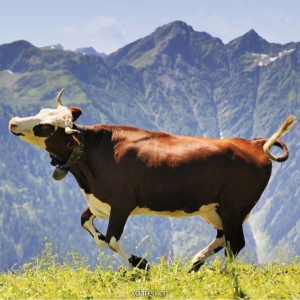 计算机 牛骨挖掘机